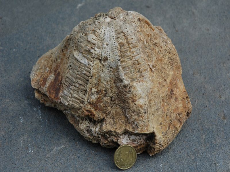 Lameiros - fóssil marinho © Brum da Silveira