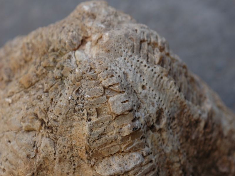 Lameiros - marine fossil © Brum da Silveira