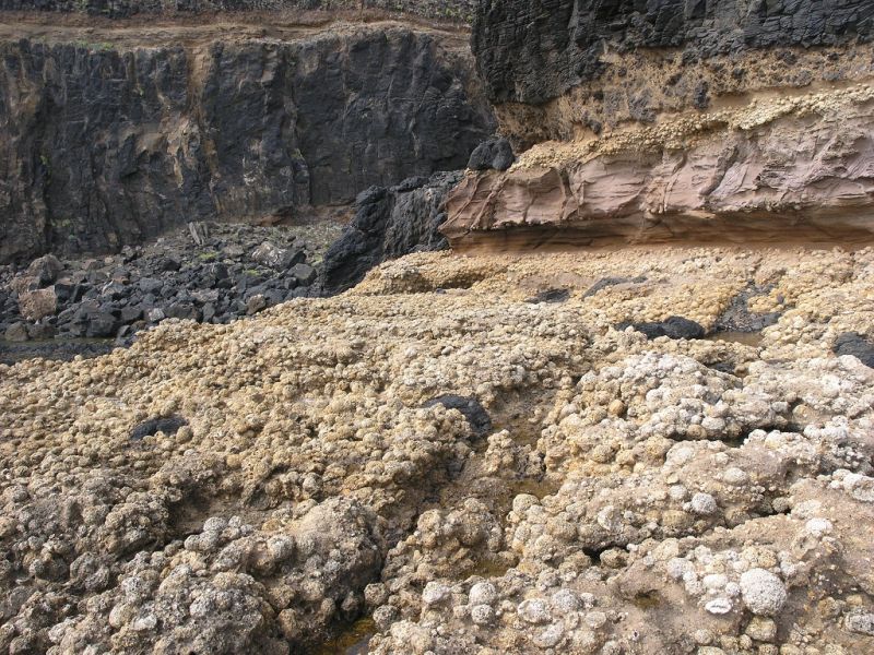 Ilhéu de Cima - Cabeço das Laranjas - concentração de fósseis de rodólitos  ©Mário Cachão