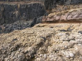 Ilhéu de Cima - Cabeço das Laranjas - concentração de fósseis de rodólitos  ©Mário Cachão